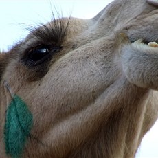 Burqash camel market