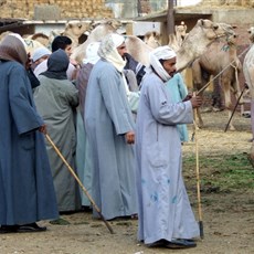 Burqash camel market