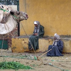 Burqash camel market